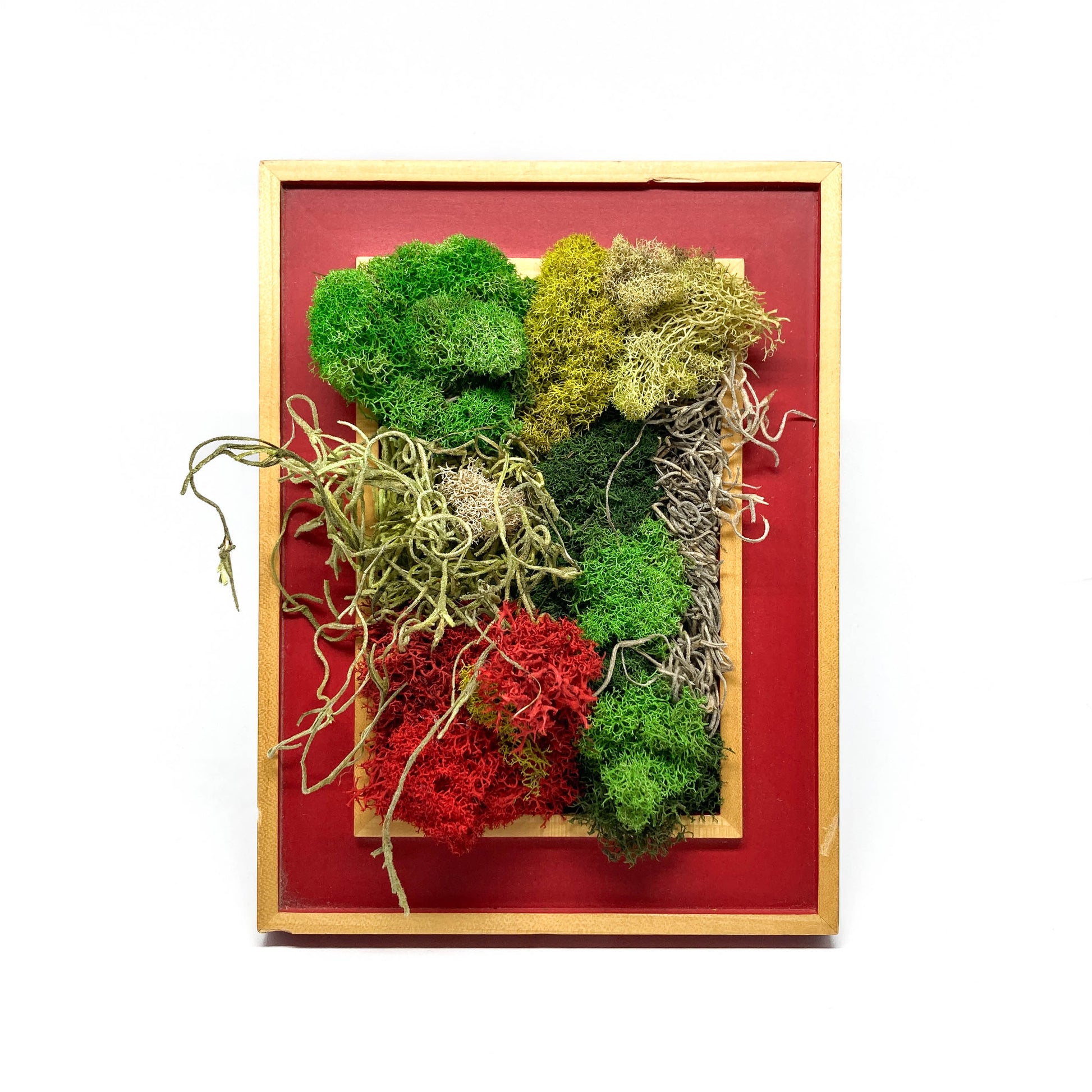 Framed artwork with a collage of preserved moss in various colors and textures.