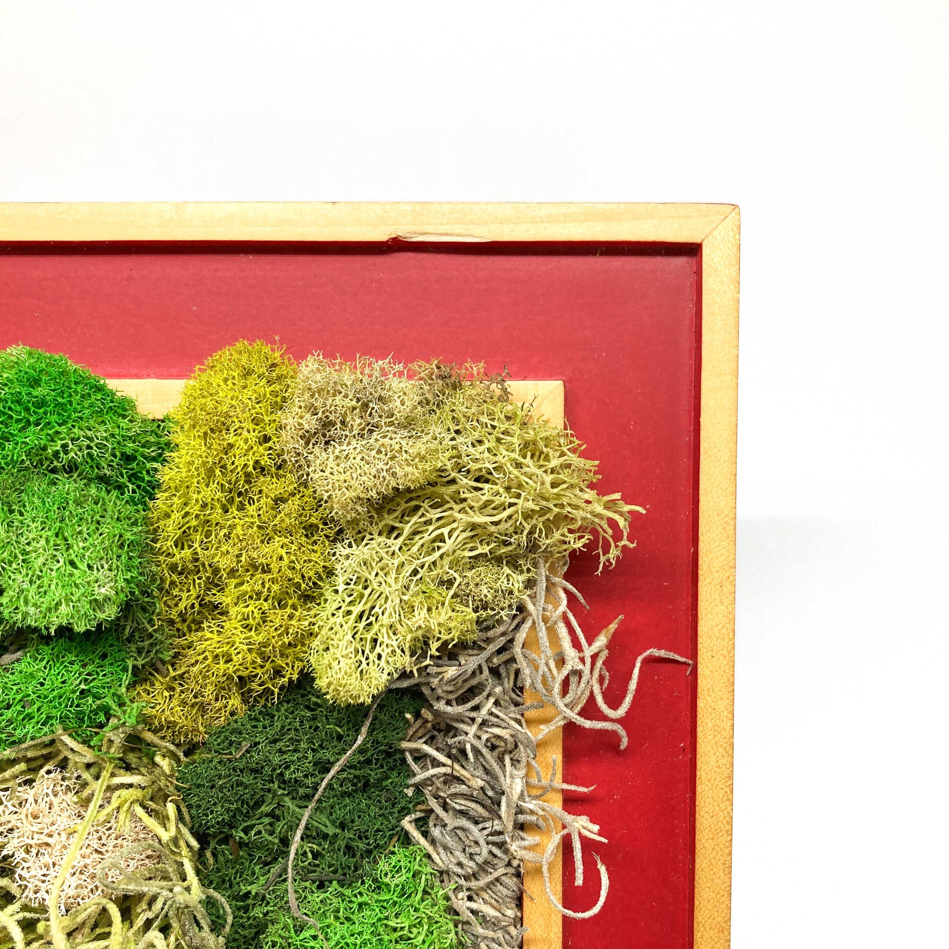 Close-up of framed artwork with preserved moss in various colors and textures.