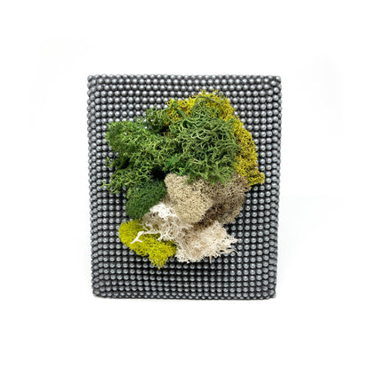 Framed artwork with preserved moss in various colors and textures, set against a background of small, round, metallic beads.