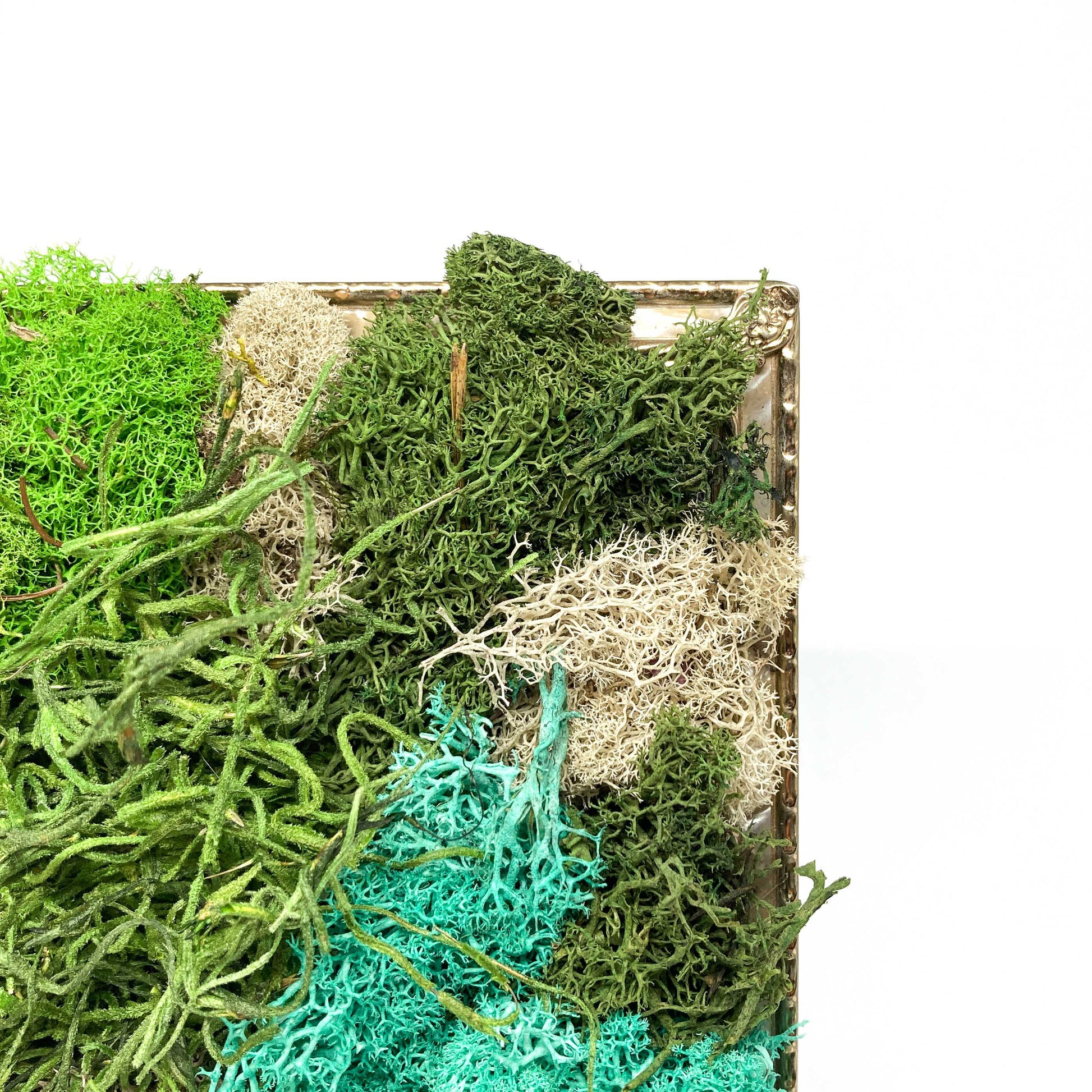 Close-up of framed artwork with preserved moss in various colors and textures, set in a metal frame.