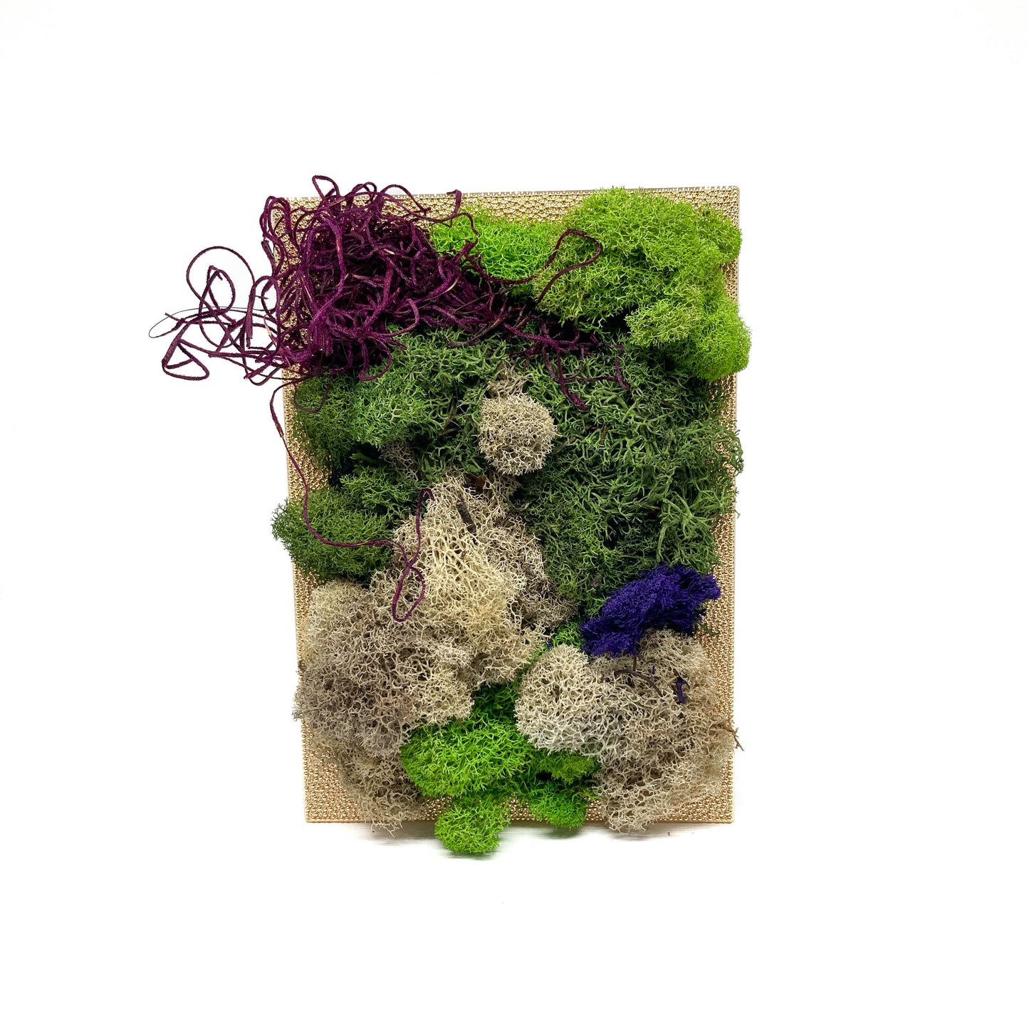 Framed artwork with a collage of preserved moss in various colors and textures, including purple and blue accents.