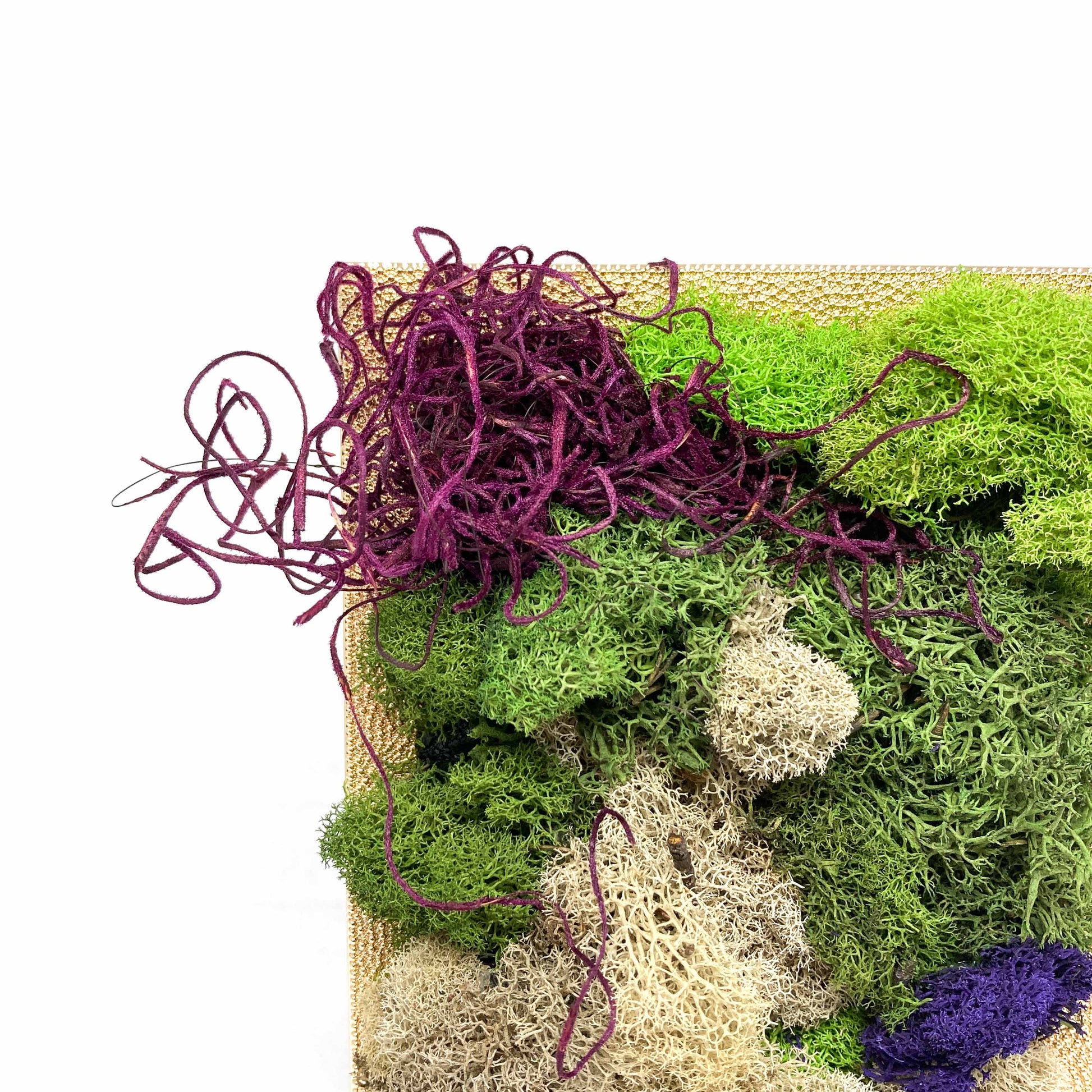 Close-up of framed artwork with preserved moss in various colors and textures, including purple and blue accents.