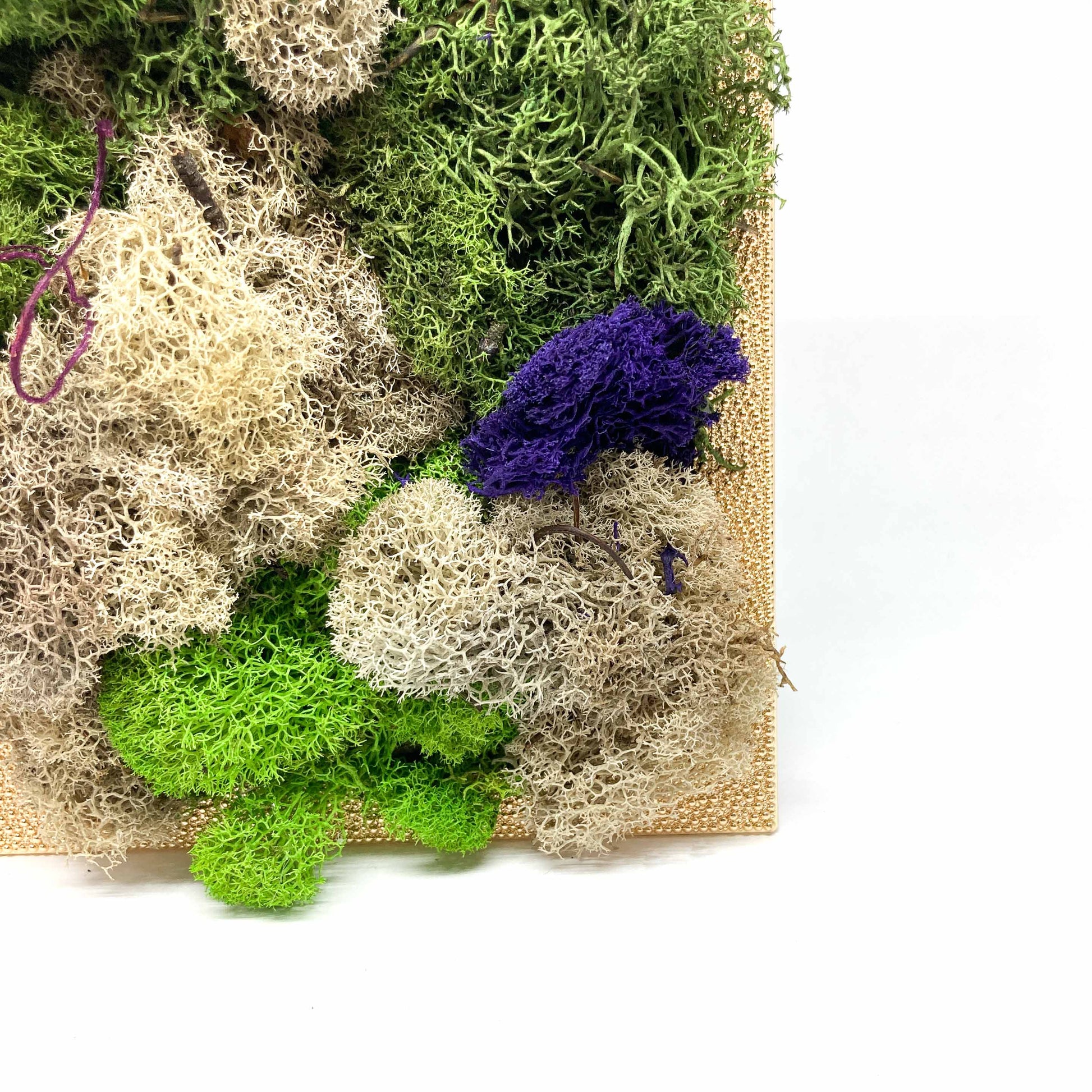 Close-up of framed artwork with preserved moss in various colors and textures, including purple and blue accents.