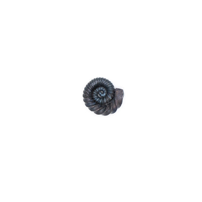Ammonites