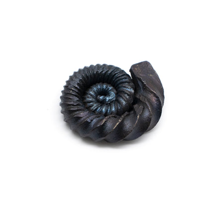 Ammonites