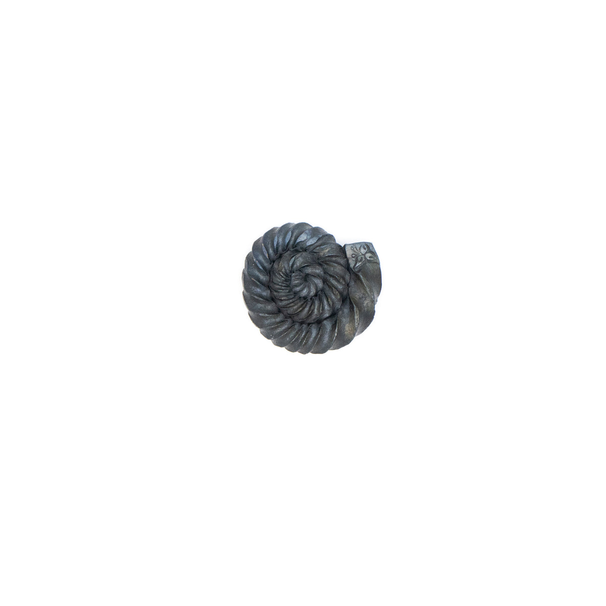 Ammonites