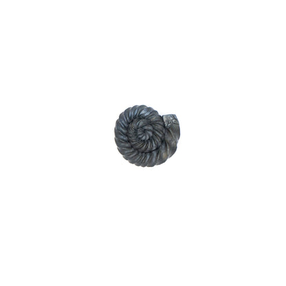 Ammonites