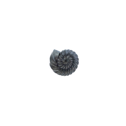 Ammonites