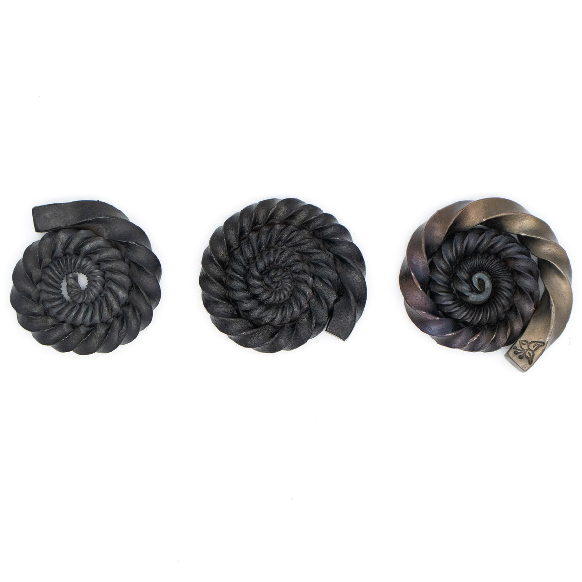 Ammonites