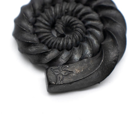 Ammonites