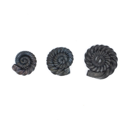 Ammonites